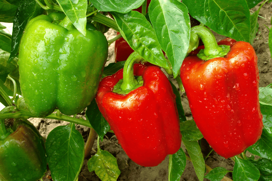 Como adubar o pimentão para uma frutificação saudável