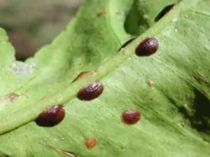O segredo para eliminar a cochonilha de carapaça das plantas