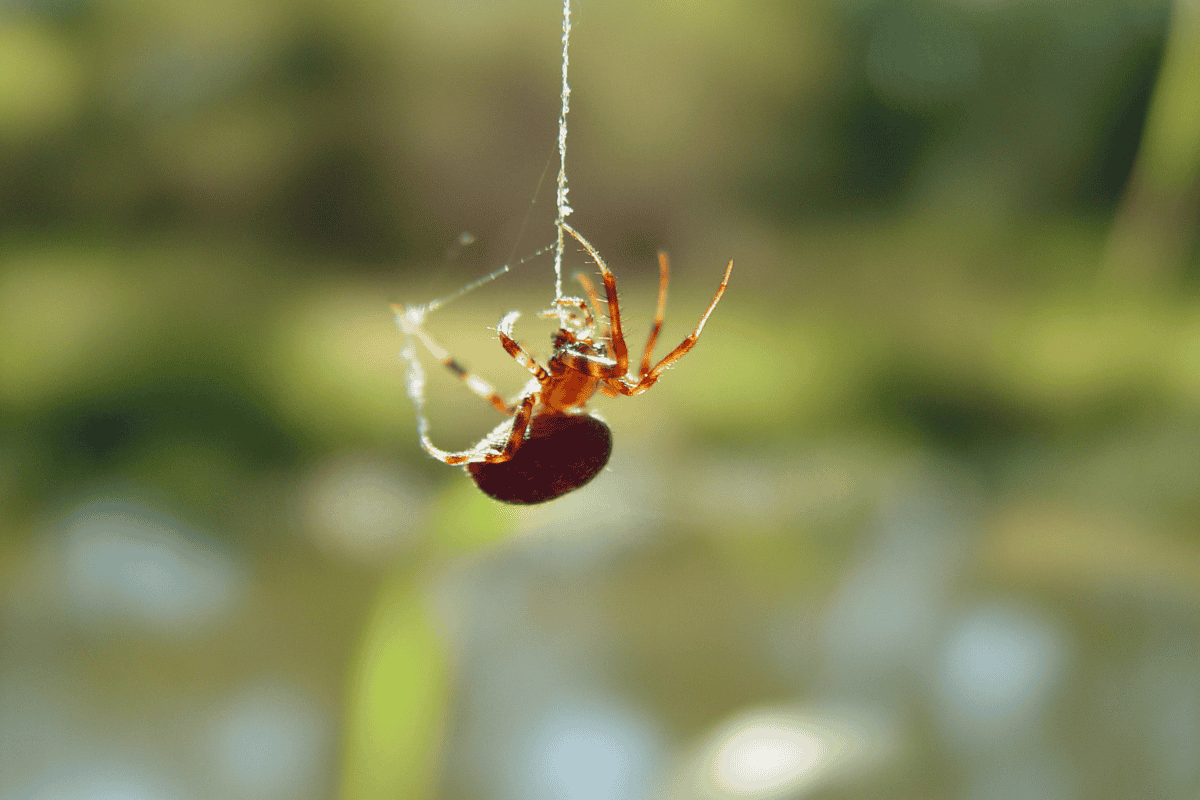 O segredo caseiro para eliminar aranhas de forma eficaz e natural