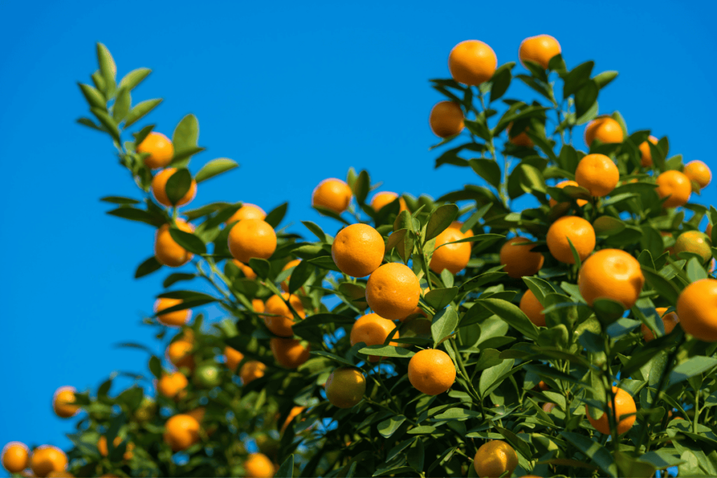 Melhores frutíferas para climas quentes