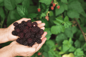 Este fruto é uma verdadeira joia para a saúde e bem-estar