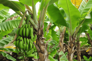 A melhor forma de adubar bananeira para alta produtividade