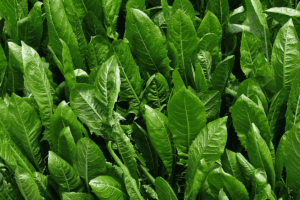 Como cultivar Almeirão em casa: guia completo passo a passo