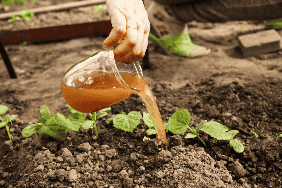 Como adubar horta no verão: dicas para uma produção saudável