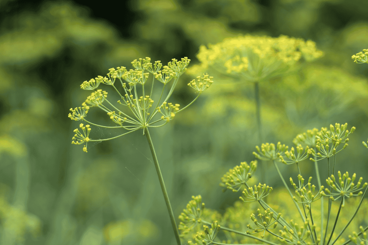 Como plantar erva-doce: guia completo dessa planta aromática