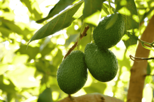 Esta planta elimina pedras nos rins, regula a pressão e alivia dores