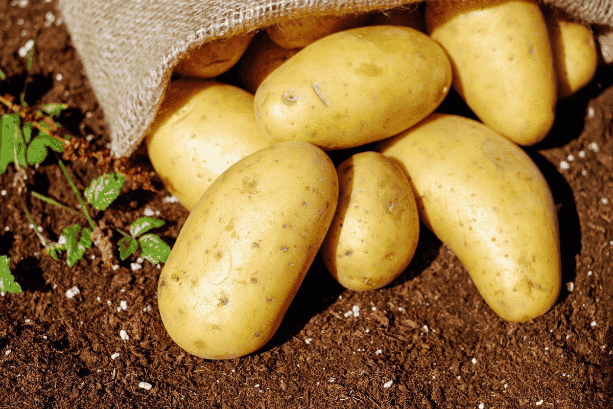 Como cultivar Batata Inglesa em casa