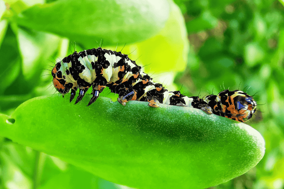 Descubra o segredo para eliminar lagartas do seu jardim naturalmente