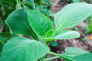 Planta que alivia o fígado, melhora a digestão e combate infecções