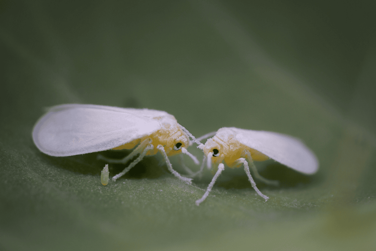 eliminar mosca branca