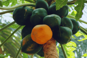 Como Adubar Mamão e garantir frutos grandes e doces