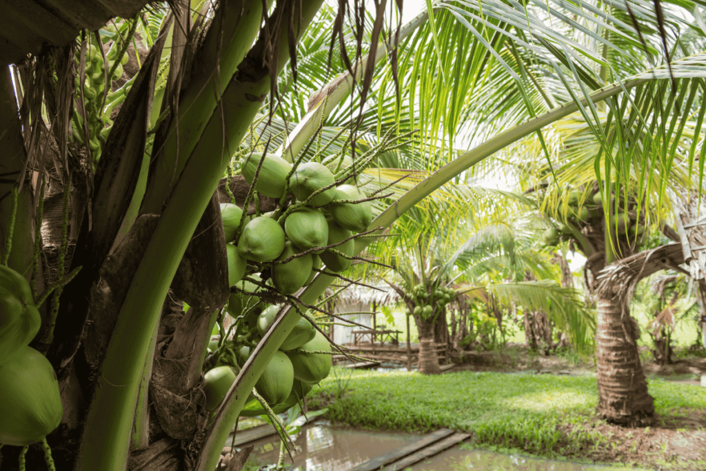 Como fazer o Coco Anão produzir mais e o ano inteiro