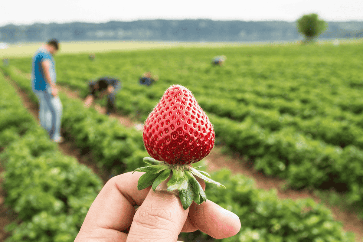 Como Adubar Morango e garantir frutos doces e suculentos