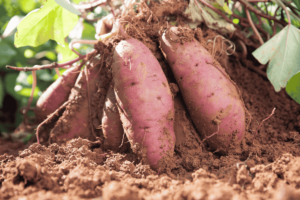 A melhor forma de adubar batata-doce para um cultivo saudável