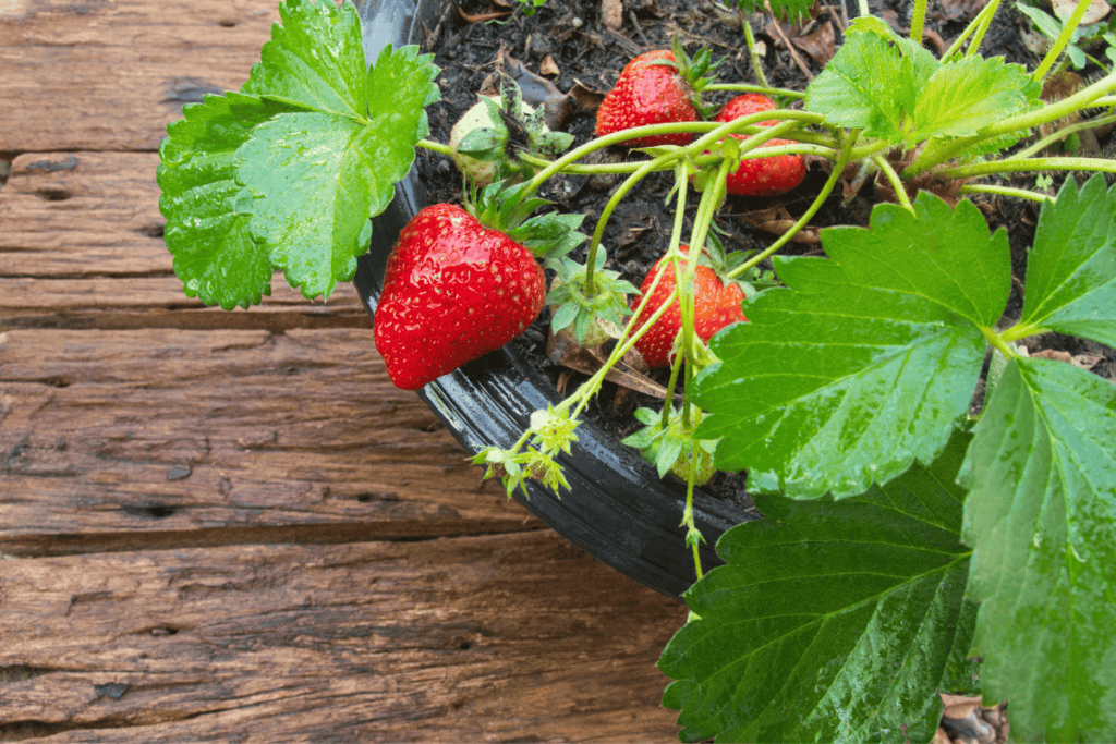 Como plantar morango em vaso