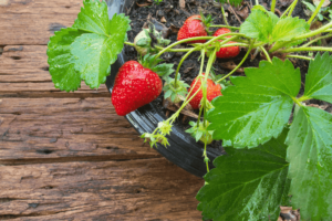 Como plantar morango em vaso: guia completo para o cultivo