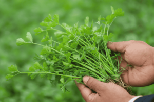 Como fazer inseticida natural com Folhas de Coentro