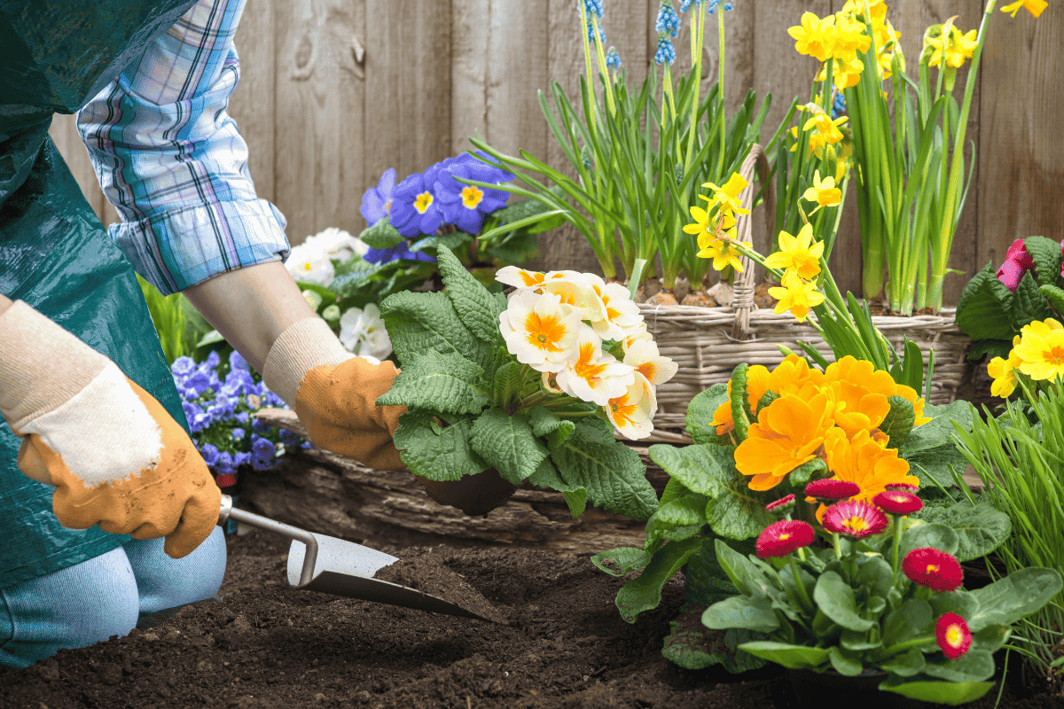 As melhores flores para iniciantes: comece com o pé direito