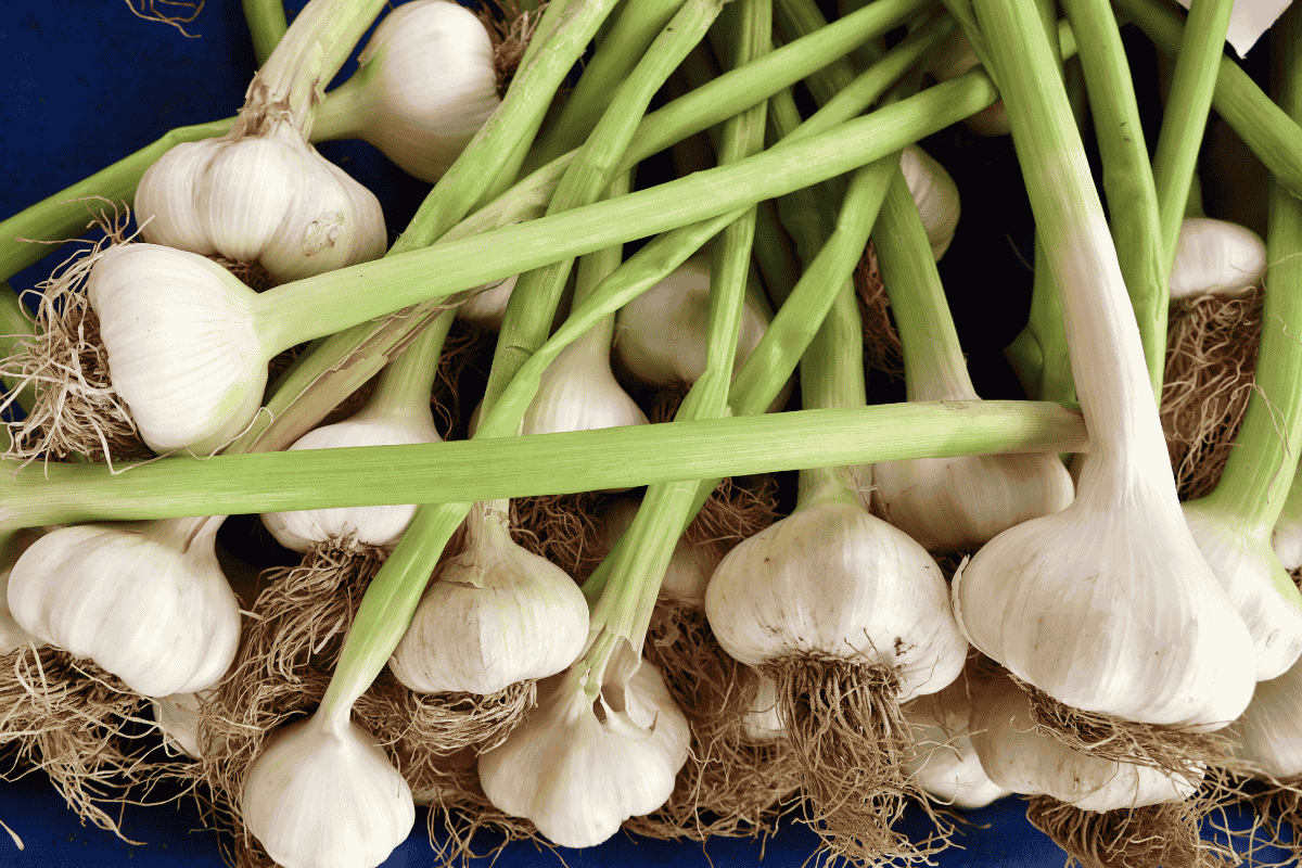 Como fazer mudas de alho e cultivar em casa