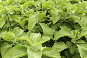 Como plantar boldo: guia prático para dessa planta medicinal
