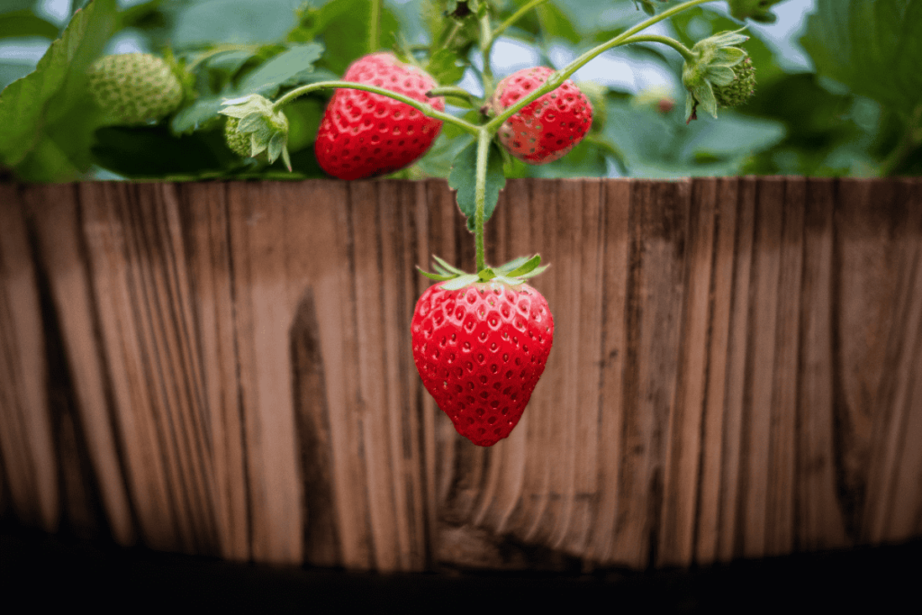 Como fazer o morango frutificar