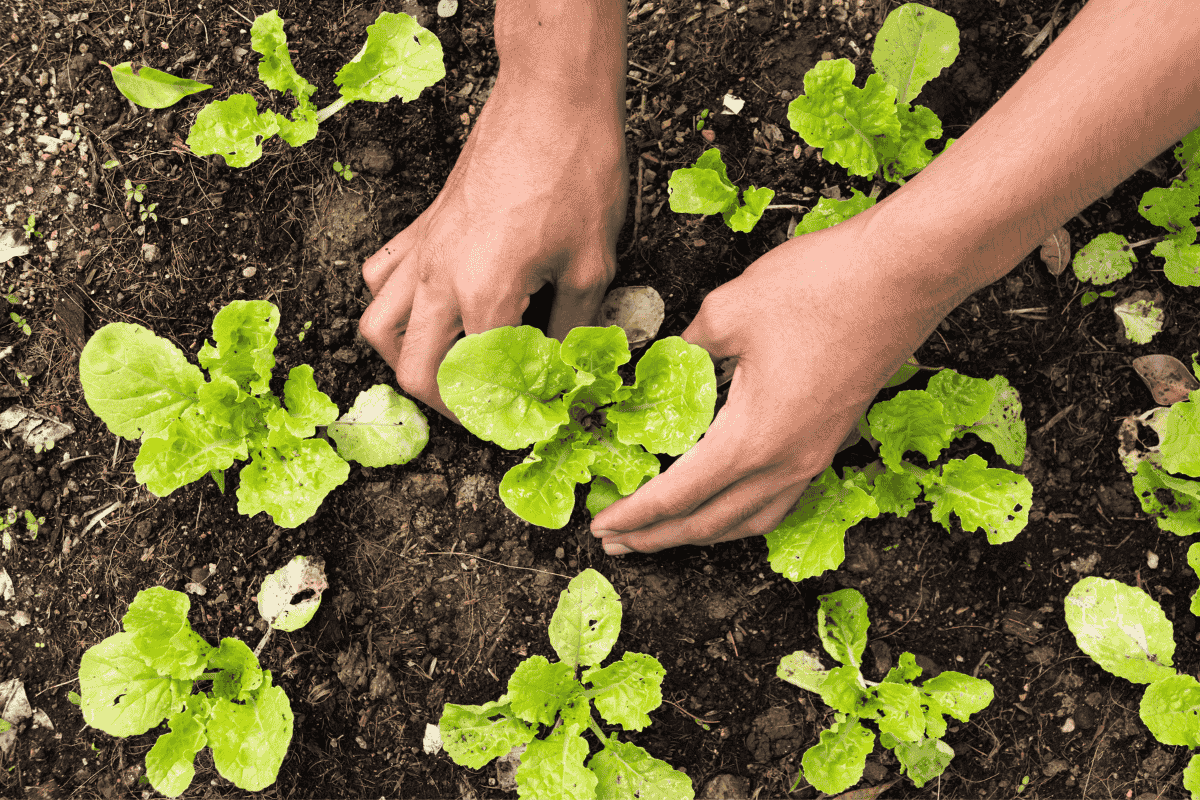 O que plantar em fevereiro? Melhores opções para horta e jardim