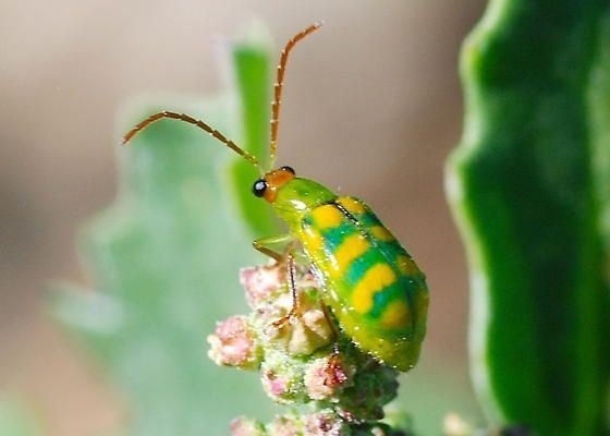 O Segredo para Eliminar a Vaquinha e proteger suas plantas!