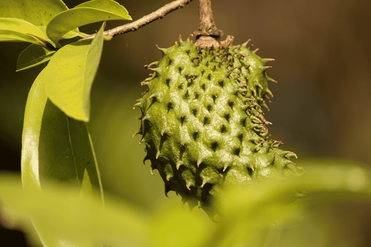 Como fazer a graviola frutificar