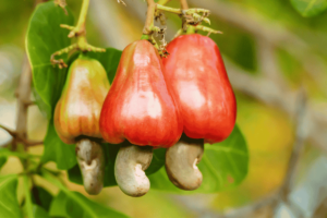 Como Plantar Caju em casa – Guia completo