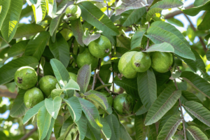 Como Plantar Goiaba em Casa