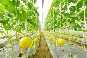 Como cultivar melão e colher frutos doces e suculentos