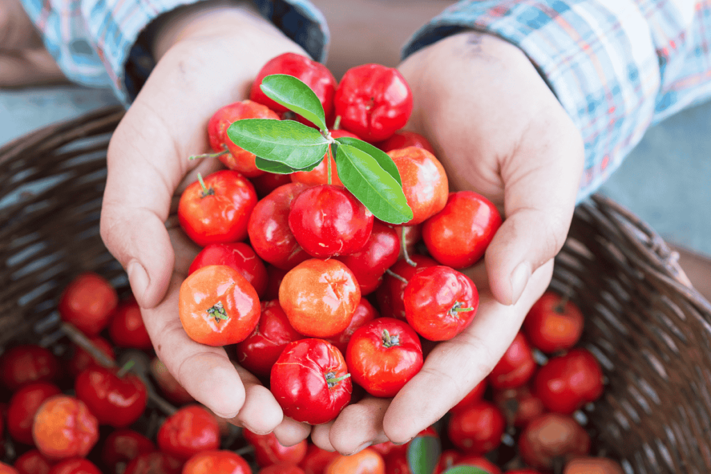 benefícios da fruta acerola