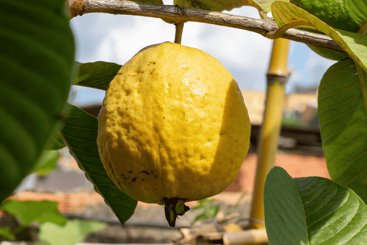 Como Adubar Goiaba para uma Colheita Farta e Saborosa