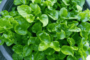 O superalimento verde que fortalece sua saúde 💪🥗