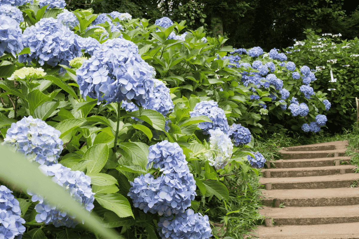 Como cultivar hortênsia e ter flores exuberantes no jardim