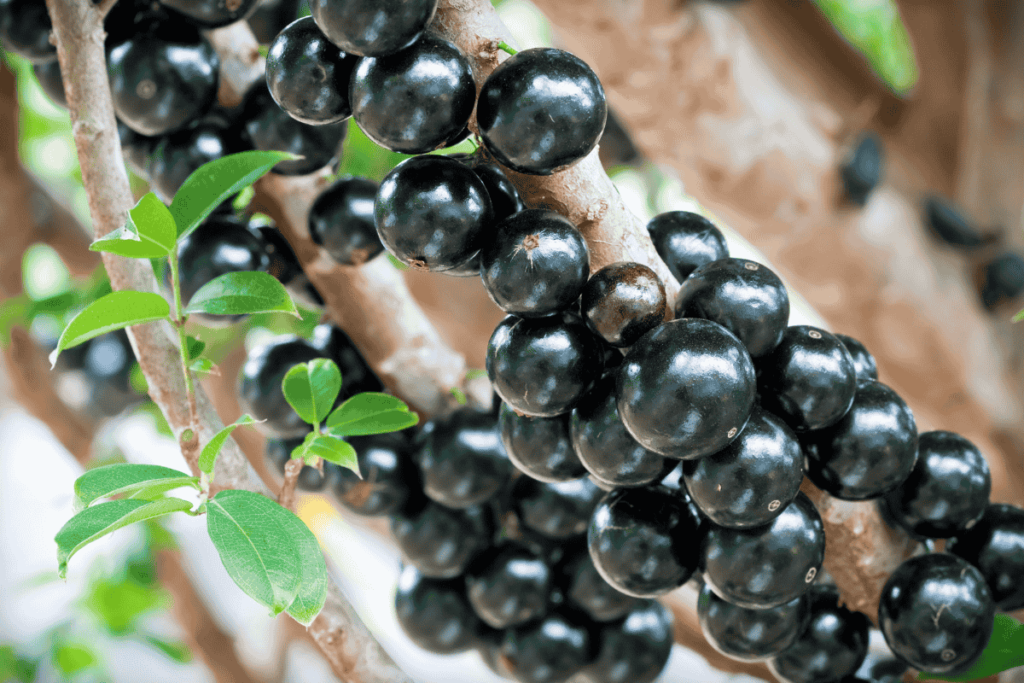 Como adubar jabuticabeira e ter frutos doces e abundantes