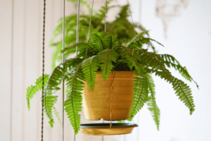 Como cultivar samambaia e deixar a casa mais verde e charmosa