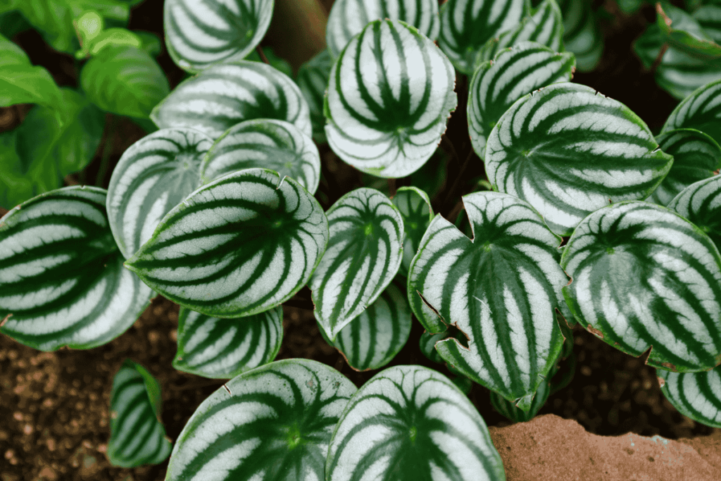 Como Plantar Peperomia em vaso