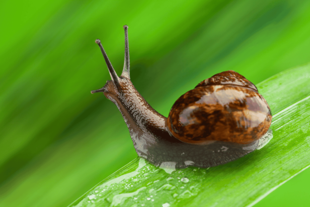 Aprenda como eliminar caracóis