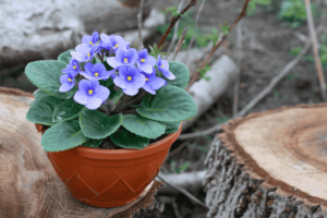 Como Plantar Violetas em Vaso