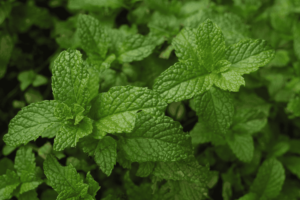 Como adubar hortelã para crescer forte e perfumada!