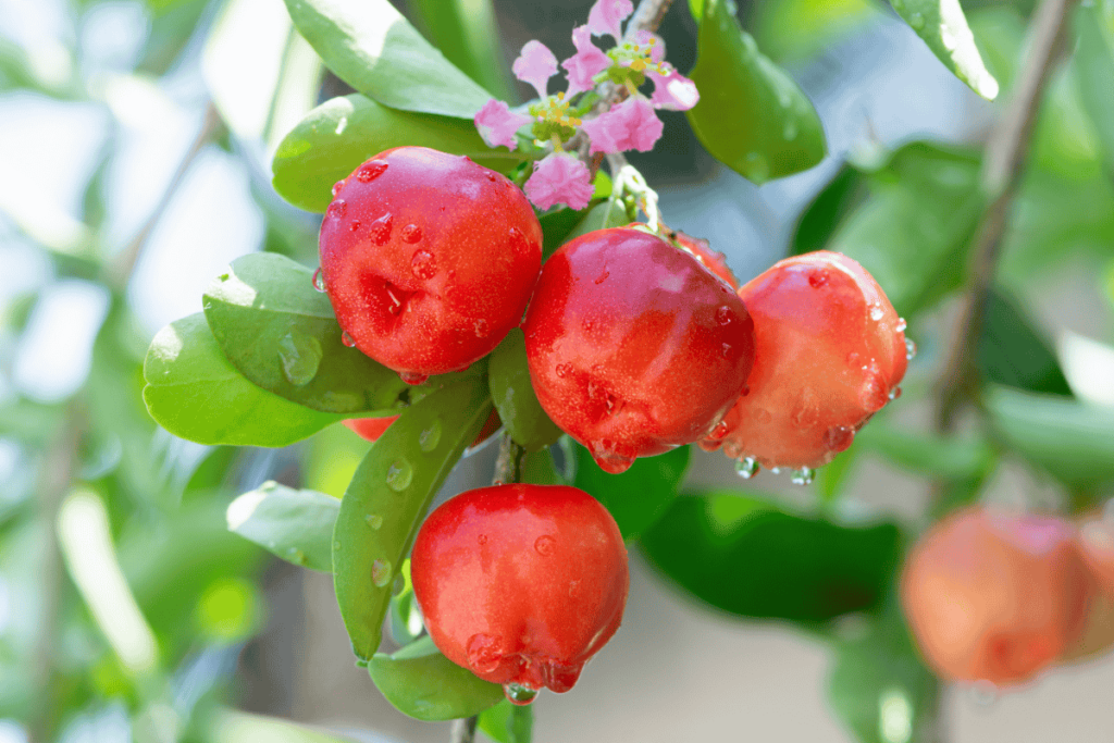 Como fazer muda de acerola e cultivar um pé saudável