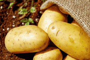 Como fazer muda de batata inglesa e cultivar com sucesso