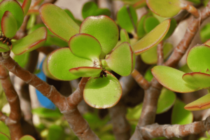 Como cultivar planta jade: a suculenta que atrai prosperidade
