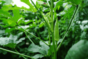 Como Plantar Quiabo em casa: Guia prático para cultivo saudável