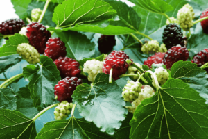 Como adubar amoreira e colher amoras doces, grandes e abundantes