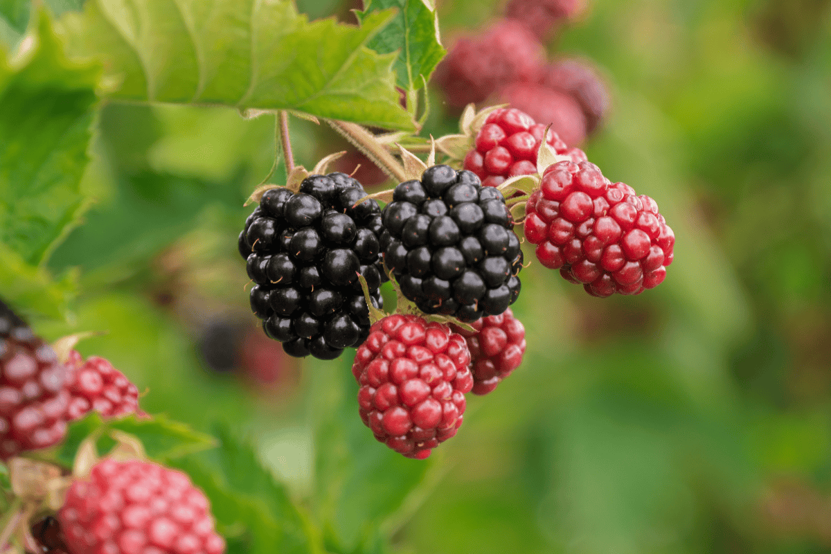 Como Cultivar Amora em Casa: Guia Completo e Frutas + Doces