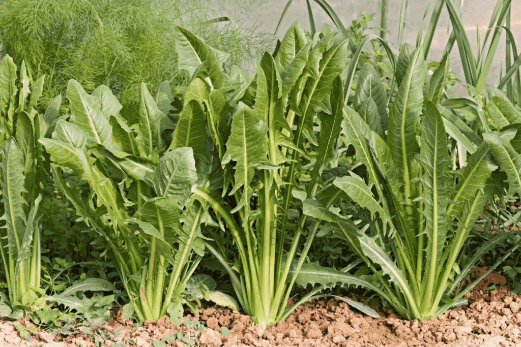 cultivar chicória