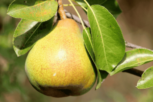 Como plantar pera: guia completo para cultivar essa fruta