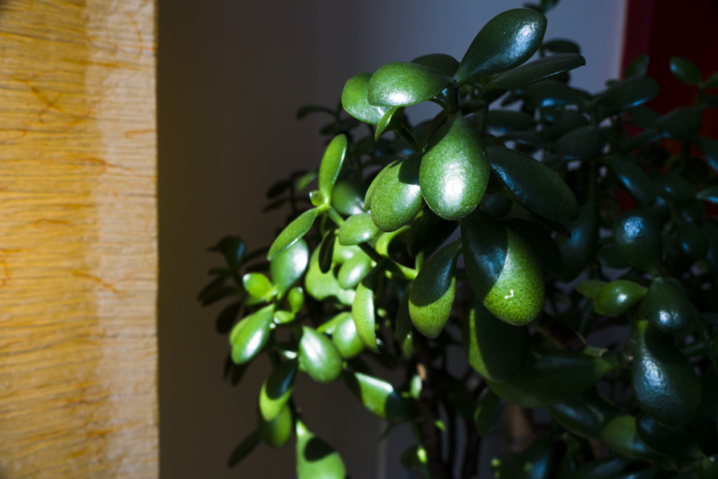 plantar planta jade